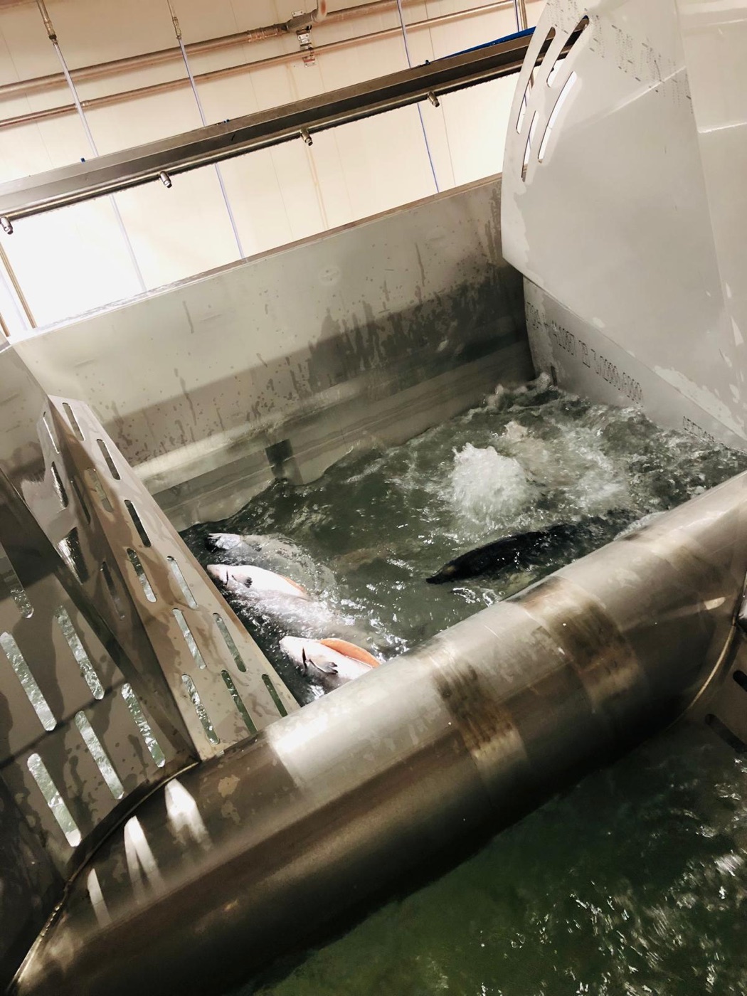 Barbotage agitating water around salmon inside the vessel