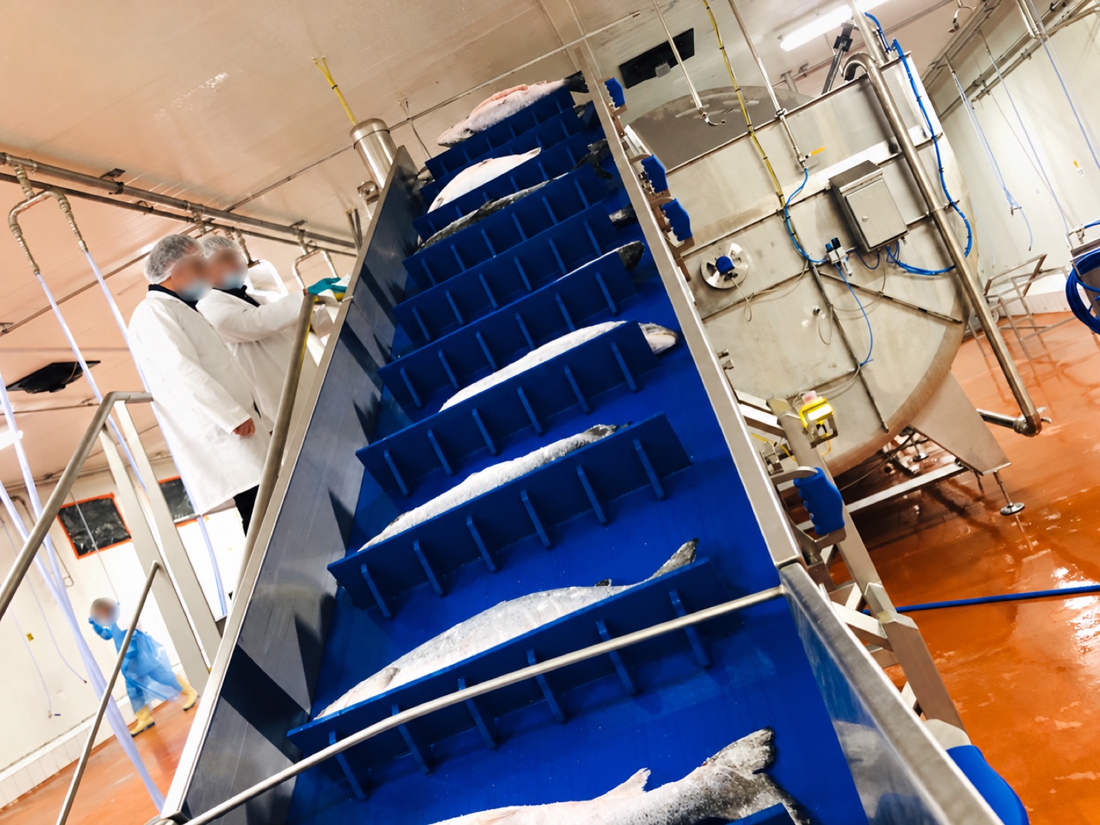 Thawed salmon leaving the line on the discharge conveyor